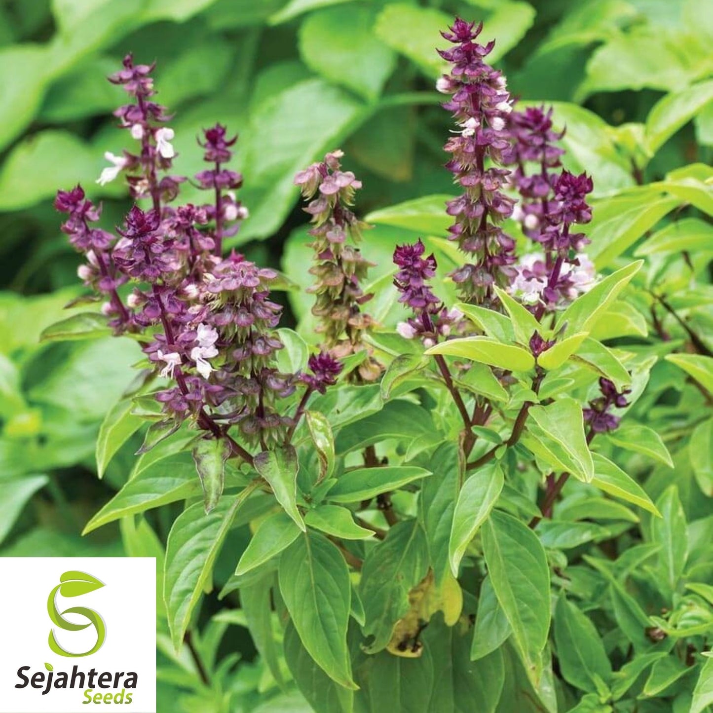 Persian Basil Seeds 250+ | Black Licorice Herb Ocimum Basilicum NON-GMO USA