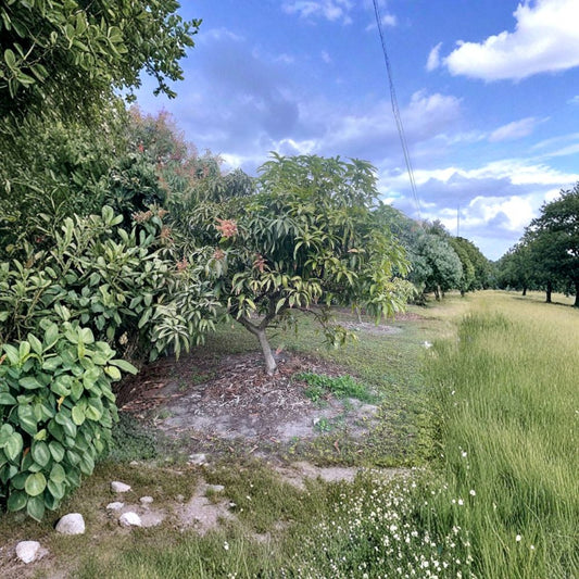 Pineapple Pleasure Mango Tree – Mangifera indica Grafted Organic Live Tree | 3–4 Feet Tall | Rare Florida Variety  Sweet Pineapple Flavor | Nearly Fiberless | Premium Tropical Cultivar