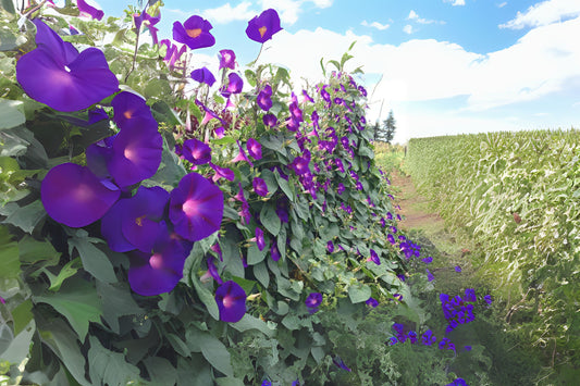 Grandpa Otts Morning Glory (Ipomoea purpurea 'Grandpa Otts')
