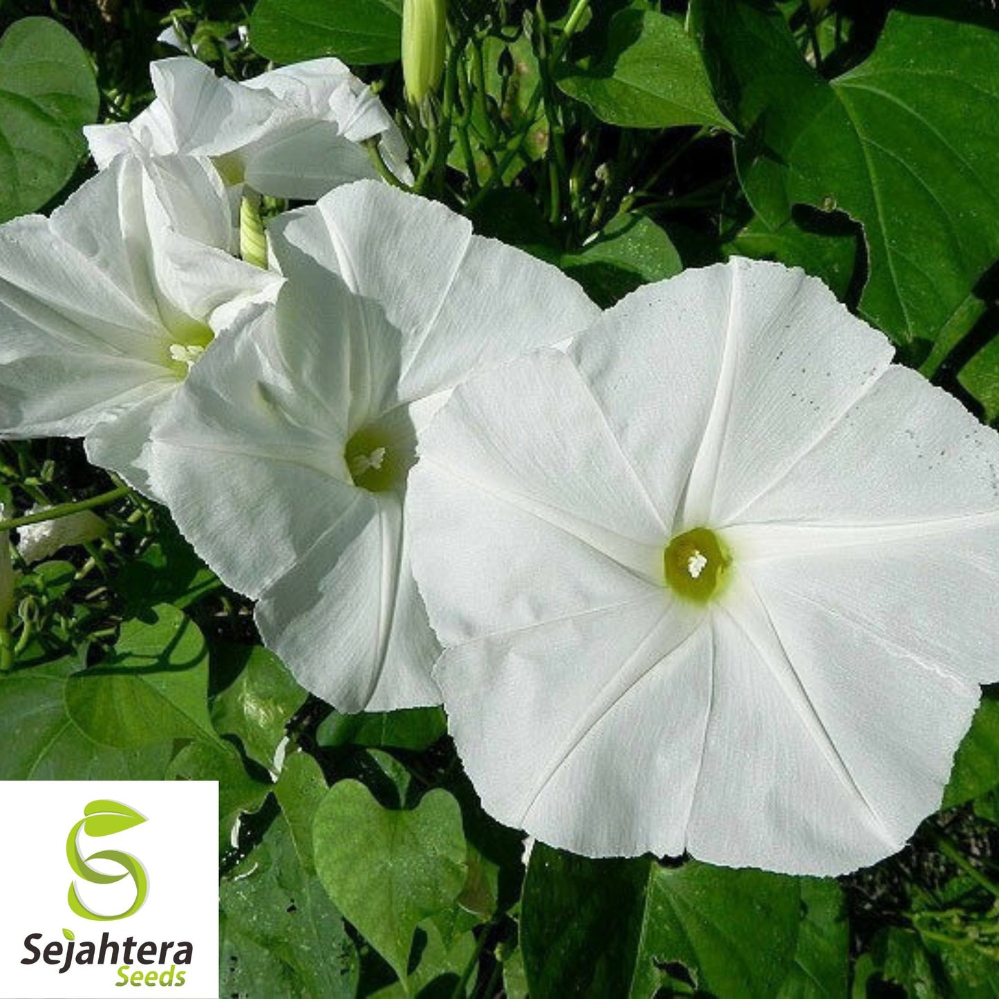 30+ Morning Glory Pearly Gates Seeds - Ipomea, White Annual Vine, Untreated
