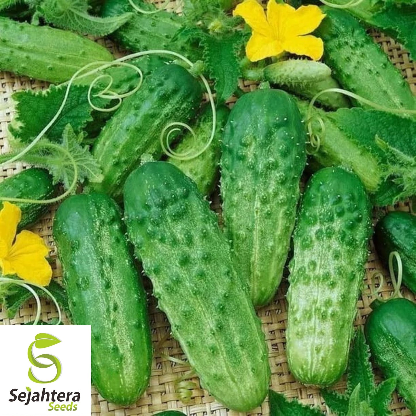 Parisian Gherkin Cucumber Seeds - 120+ Heirloom - Crisp, Organic & Fresh