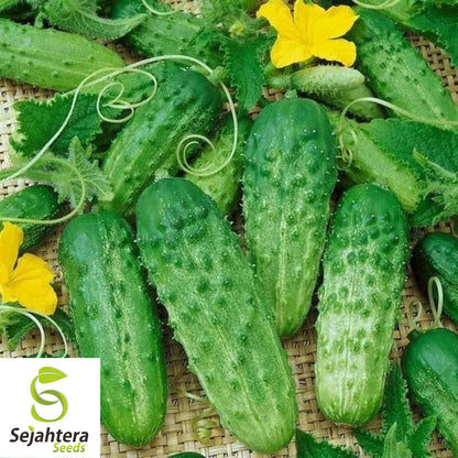Parisian Gherkin Cucumber Seeds - 120+ Heirloom - Crisp, Organic & Fresh