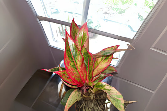 Aglaonema Siam Ruby Plant - 3 Gallon Pot - Tropical Houseplant - Aglaonema commutatum