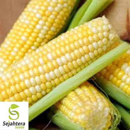 Peaches and Cream Corn Seeds 25 Ct | Sweet Vegetable Garden NON-GMO USA