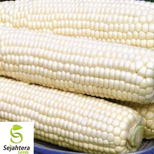 120+ Truckers Favorite White Corn Seeds - Heirloom, Organic, Non-GMO, Sweet & Tender