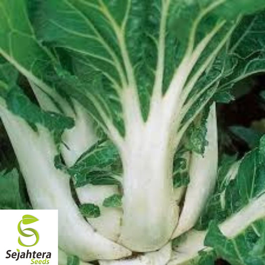 1000+ Pak Choi Dwarf White Stem Seeds - Heirloom, Organic, Non-GMO, Fast-Growing
