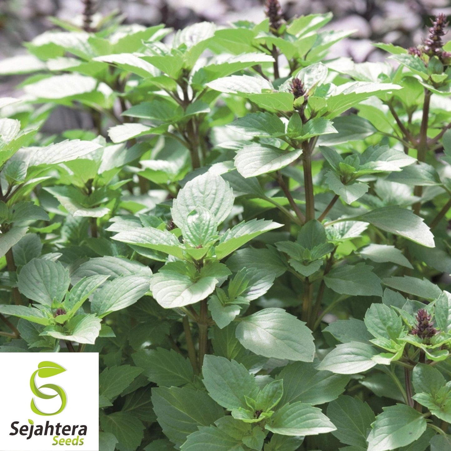 Persian Basil Seeds 250+ | Black Licorice Herb Ocimum Basilicum NON-GMO USA