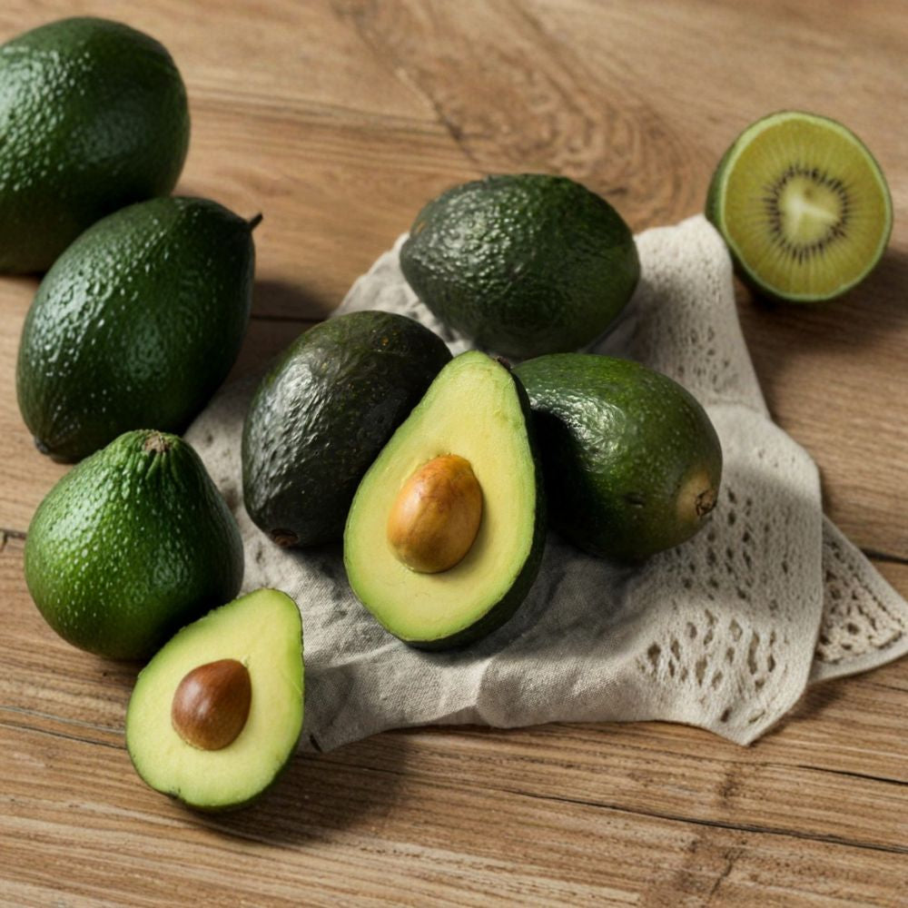 Sir Prize Avocado Tree – Persea americana  Live Avocado Plant | 1–2 Feet Tall | 3 Gallon Pot Cold Hardy Avocado • Productive Fruit Tree