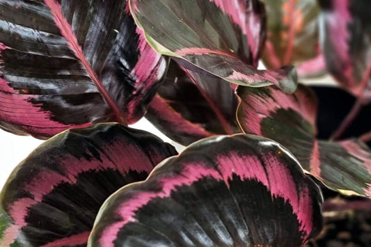 Calathea Dottie Plant in 6-Inch Pot | Vibrant Foliage | Calathea Rattlesnake | Indoor Houseplant for Nursery Decor