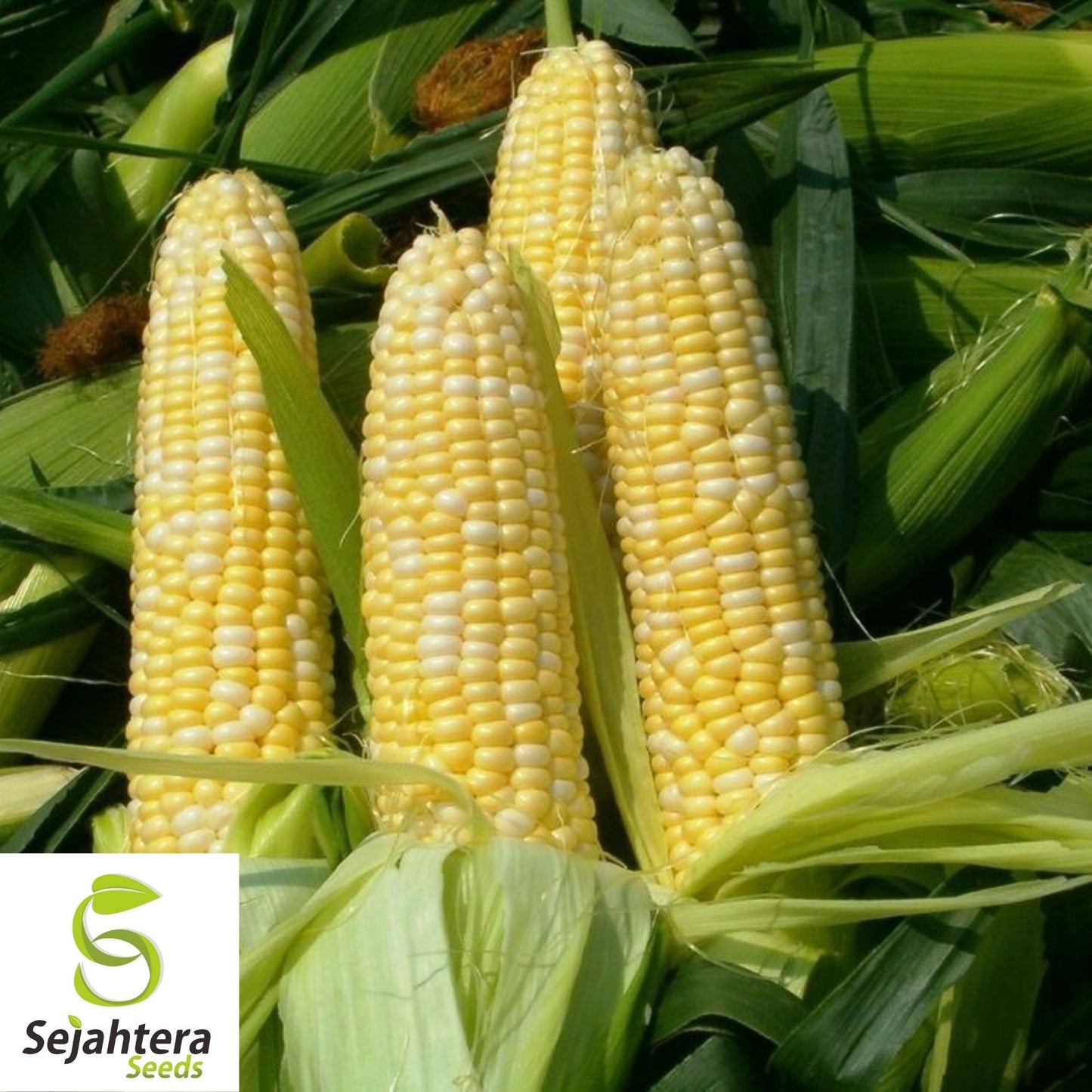 Peaches and Cream Corn Seeds 25 Ct | Sweet Vegetable Garden NON-GMO USA