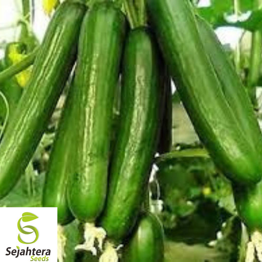 Beit Alpha Cucumber Seeds - 25+ Heirloom, Organic, Non-GMO, Sweet & Crisp