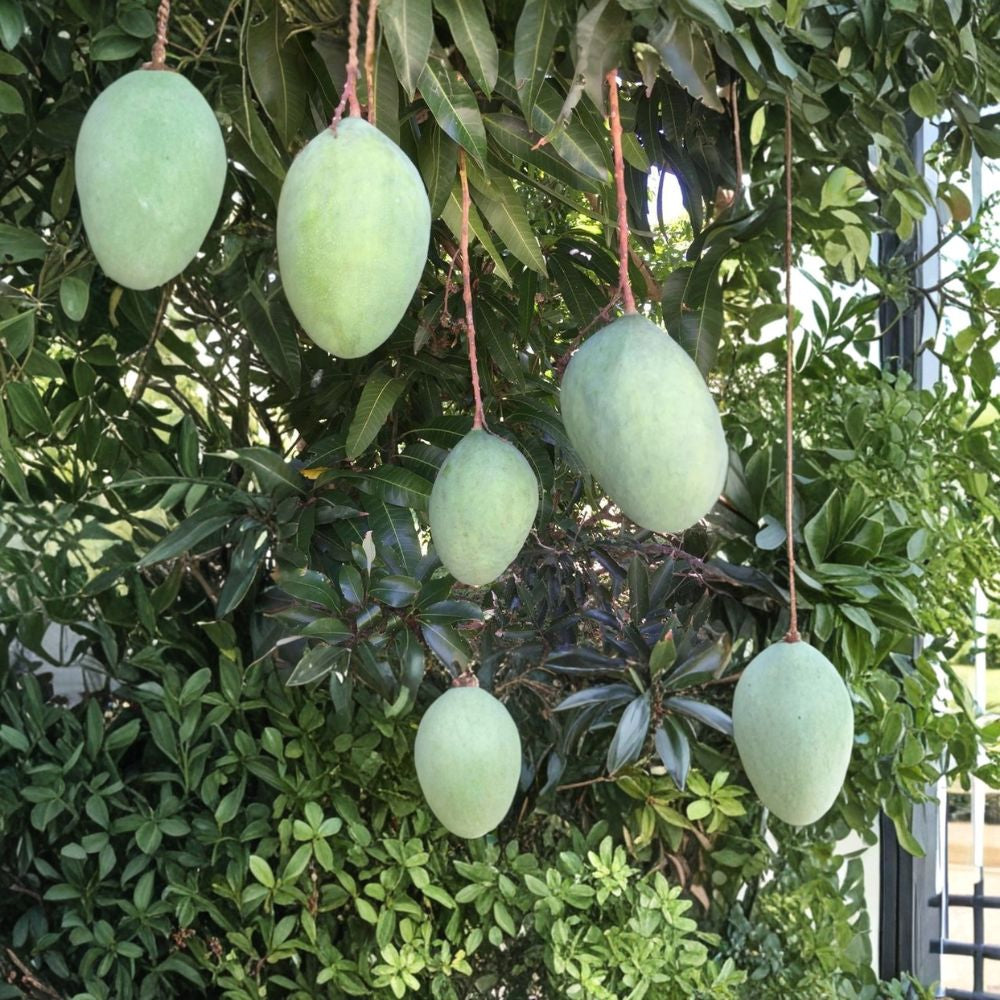 Pineapple Pleasure Mango Tree – Mangifera indica Grafted Organic Live Tree | 3–4 Feet Tall | Rare Florida Variety  Sweet Pineapple Flavor | Nearly Fiberless | Premium Tropical Cultivar