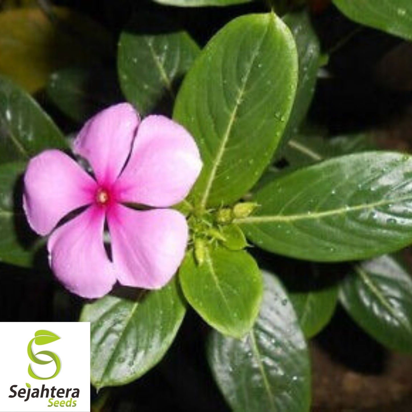 100+ Dwarf Pink Periwinkle Seeds {Vinca Rosea Delicata} Ground Cover