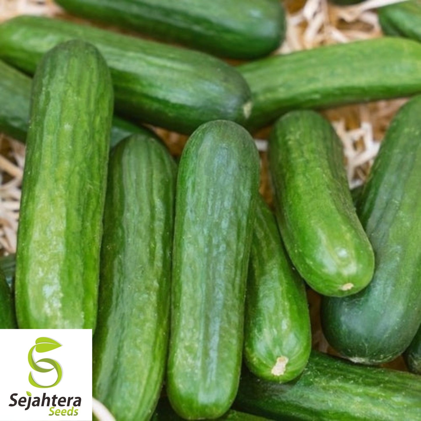 Muncher Cucumber Seeds - 50 Heirloom, Organic, Non-GMO & Crisp