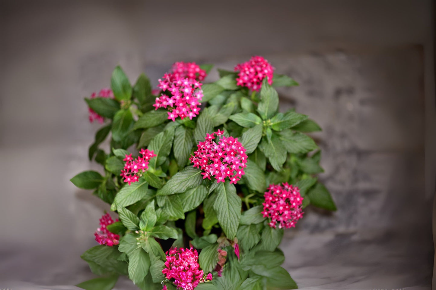 Pentas Plant (Qty 4) 6in Pot - Large Pink Flowering Penta - Butterfly & Hummingbird Magnet (Pentas lanceolata)