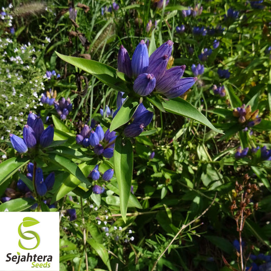 Blue Bottle Gentian Seeds {Gentiana andrewsii} 200+ Seeds for Gardens
