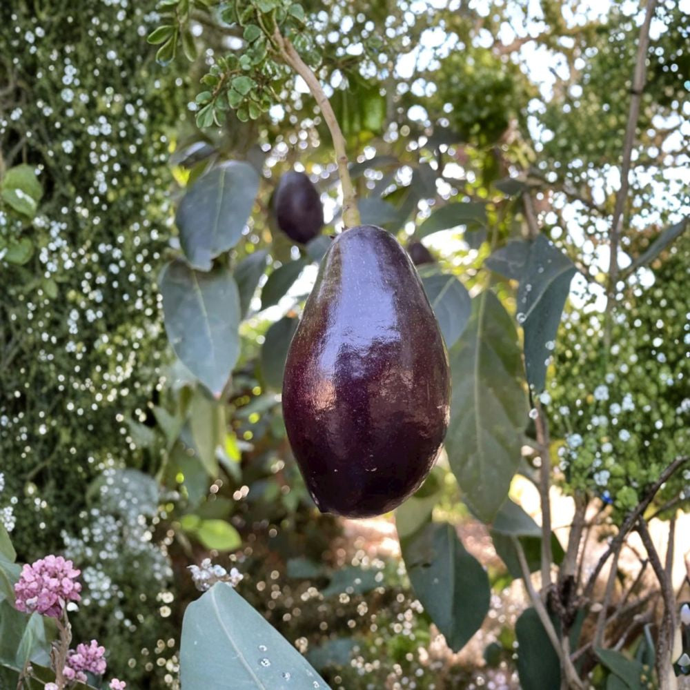Mexicola Grande Avocado Tree – Persea americana Grafted Live Tree | 2–4 Feet Tall  Extra Cold Hardy Avocado | Fast Fruiting | Ideal for Cooler Climates