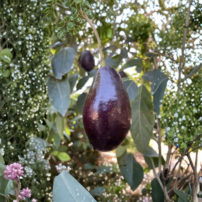 Mexicola Grande Avocado Tree – Persea americana Grafted Live Tree | 2–4 Feet Tall  Extra Cold Hardy Avocado | Fast Fruiting | Ideal for Cooler Climates