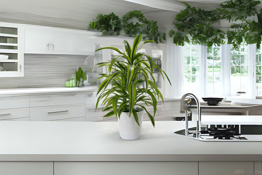 Live Dracaena Fragrans Lemon Lime Plant | Vibrant Green & Yellow Foliage | Air-Purifying Houseplant | Dracaena Fragrans