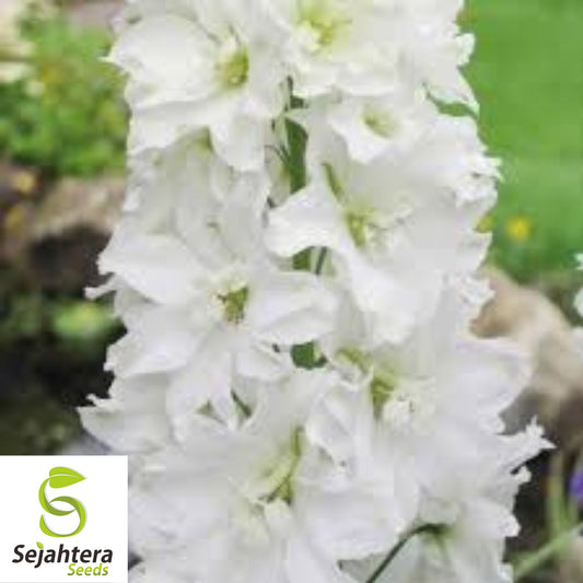 White King Larkspur Seeds {Delphinium consolida} Pre-Stratified 30 Seeds