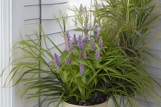 Anise Hyssop Giant Hyssop (Agastache foeniculum)