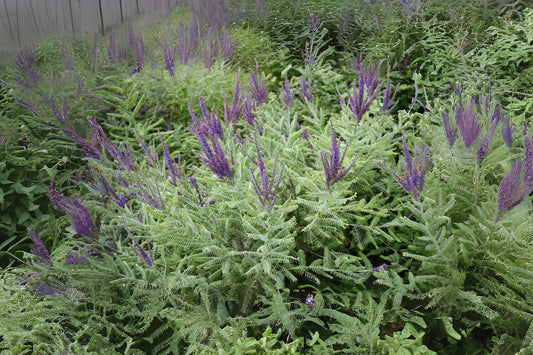 Lead Plant Leadplant (Amorpha canescens clean seed)