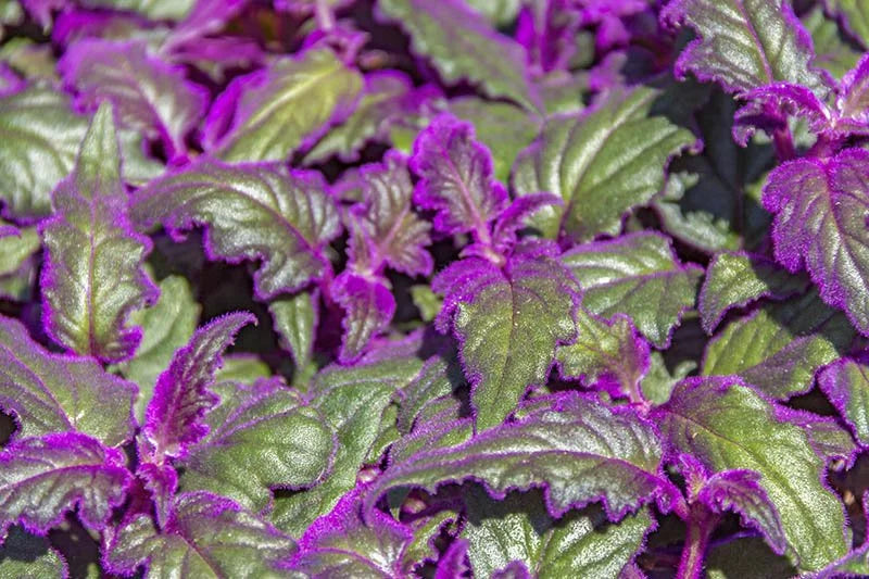 25 Seeds Purple Velvet Plant Flowers (Gynura aurantiaca)