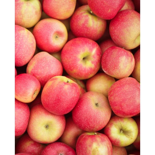 10 Unrooted Cuttings CRIPP'S PINK Apple Fruit Tree Scion / Cutting / Rooting / Grafting 10-12 INCH