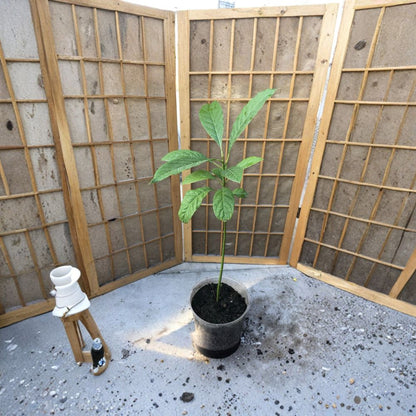 Avocado Tree – Persea americana  Live Avocado Plant | 17 Inches Tall Trimmed • Ready to Plant • No Pot Included