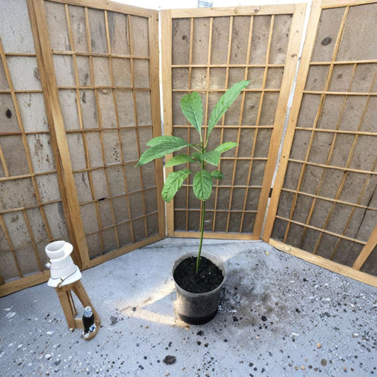 Avocado Tree – Persea americana  Live Avocado Plant | 17 Inches Tall Trimmed • Ready to Plant • No Pot Included