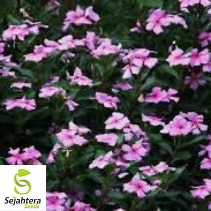 100+ Dwarf Pink Periwinkle Seeds {Vinca Rosea Delicata} Ground Cover