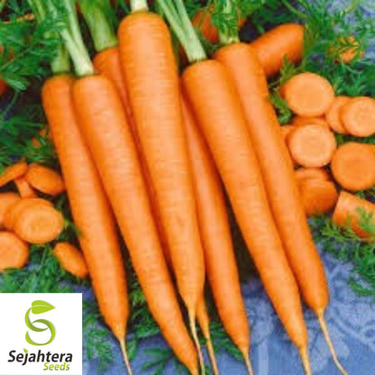 Tendersweet Carrot Seeds - 200+ Heirloom, Organic, Non-GMO & Fresh