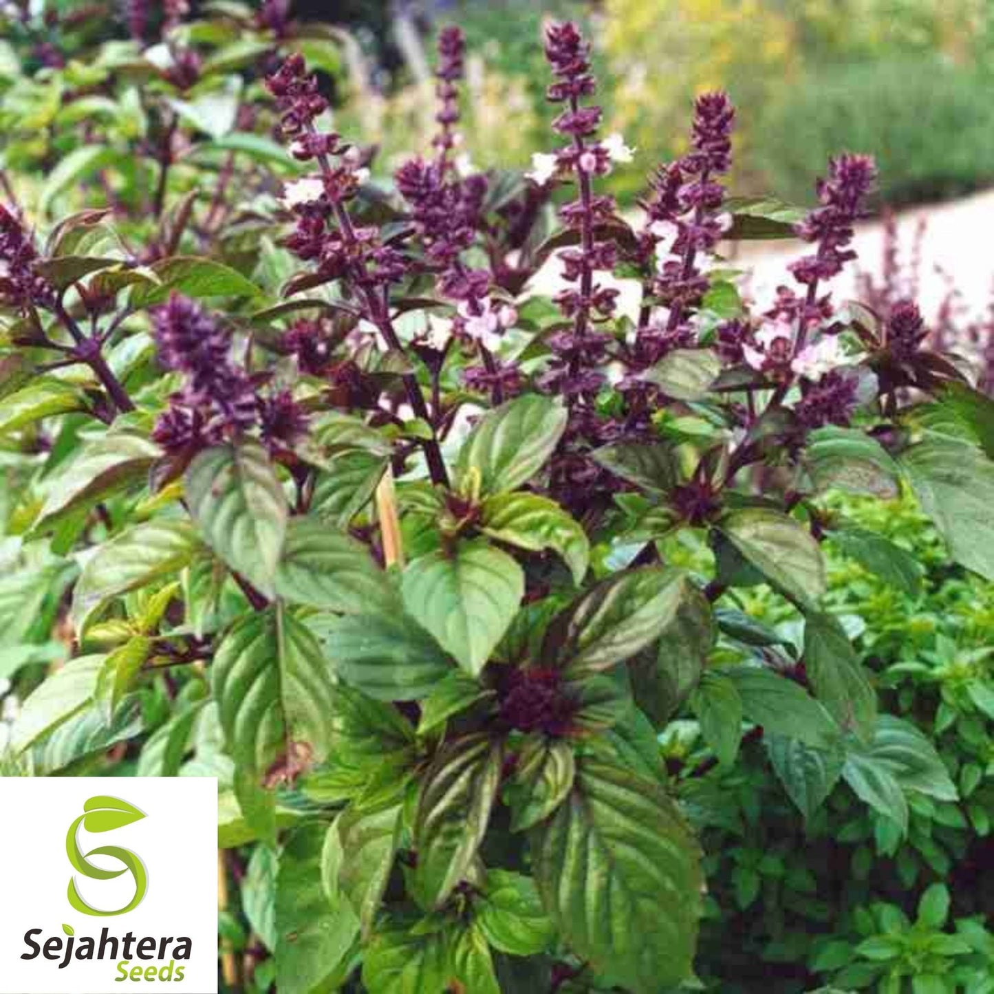 Persian Basil Seeds 250+ | Black Licorice Herb Ocimum Basilicum NON-GMO USA