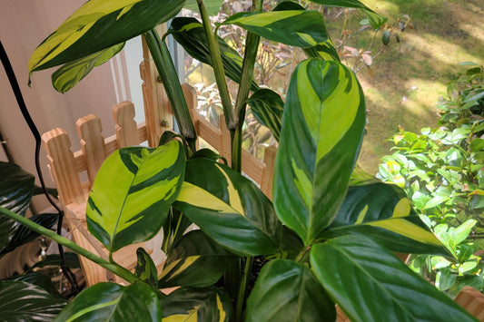Ctenanthe lubbersiana 'Golden Mosaic' Plant in 10" Pot | Never Never Plant | Indoor Houseplant for Bright Spaces