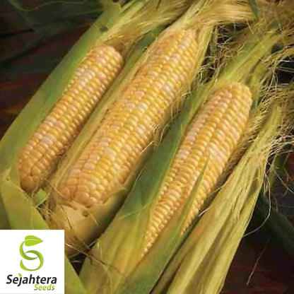 Peaches and Cream Corn Seeds 25 Ct | Sweet Vegetable Garden NON-GMO USA