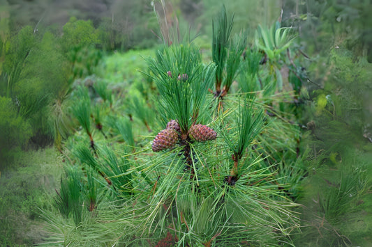 Yunnan Pine (Pinus yunnanensis)