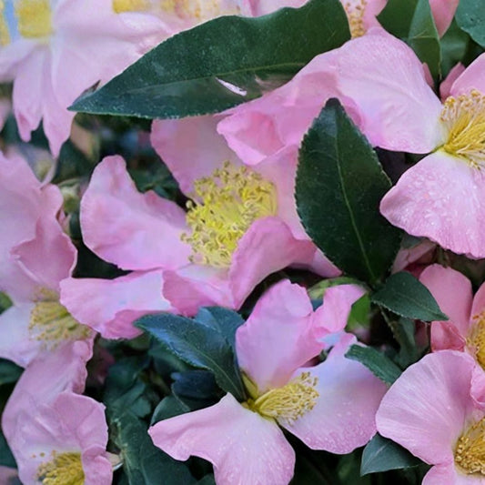 Camellia ‘Cleopatra’ – Fragrant Blooming Camellia Live Plant | 1–2 Feet Tall | Includes 1 Gallon Pot  Fragrant Flowers | Evergreen Shrub | Elegant Garden Accent