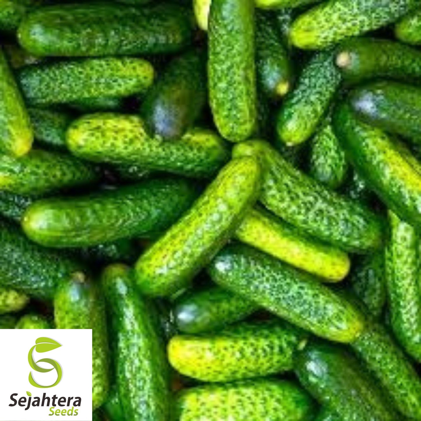 Parisian Gherkin Cucumber Seeds - 120+ Heirloom - Crisp, Organic & Fresh