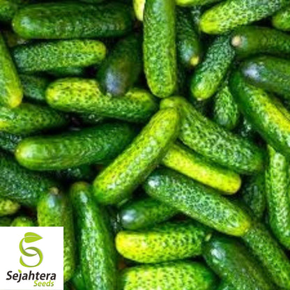 Parisian Gherkin Cucumber Seeds - 120+ Heirloom - Crisp, Organic & Fresh