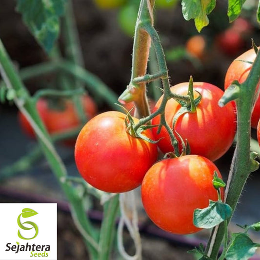 100 Moneymaker Tomato Seeds - Heirloom, Non-GMO, USA Vegetable Garden