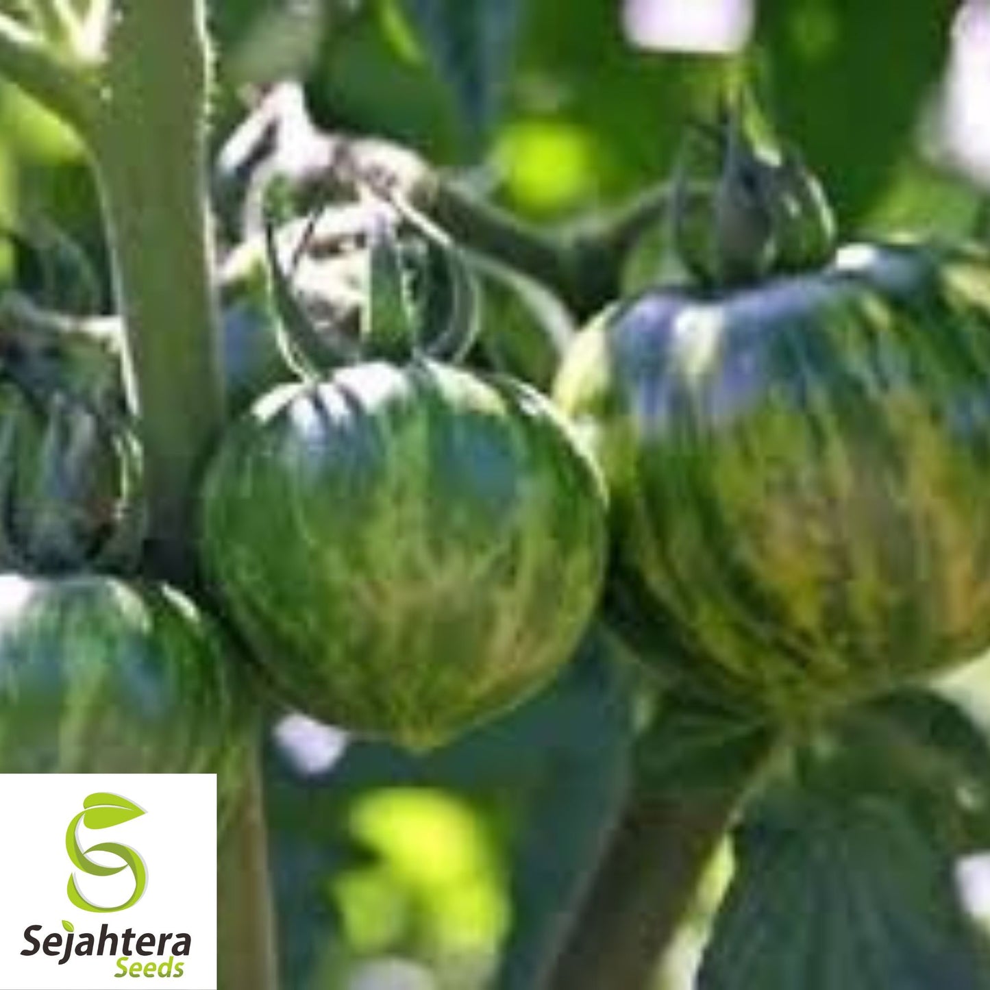 Green Zebra Tomato Seeds - 120+ Heirloom, Organic, Non-GMO & Fresh