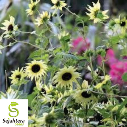 50 Italian White Sunflower Seeds - Non-GMO, Helianthus Debilis, Elegant Blooms