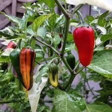 20 Fish Pepper Seeds - Non-GMO, Unique & Striped Spicy Peppers