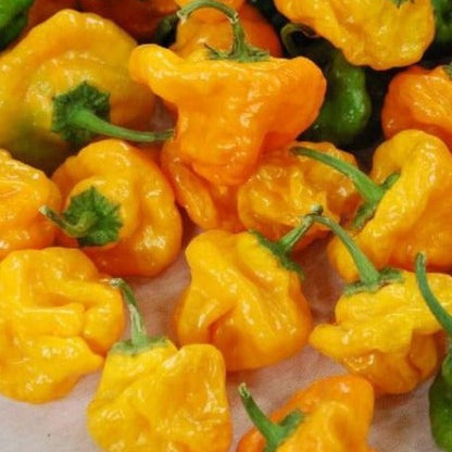 25 Jamaican Yellow Habanero Pepper Seeds - Non-GMO, Extra Spicy & Vibrant