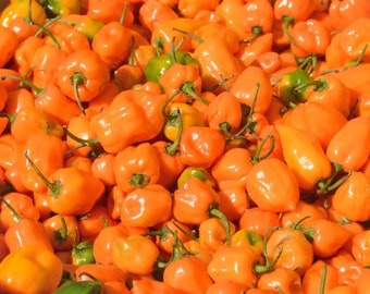 25 Jamaican Yellow Habanero Pepper Seeds - Non-GMO, Extra Spicy & Vibrant