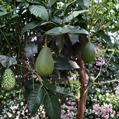 Avocado Tree – Persea americana  Live Avocado Plant | 17 Inches Tall Trimmed • Ready to Plant • No Pot Included