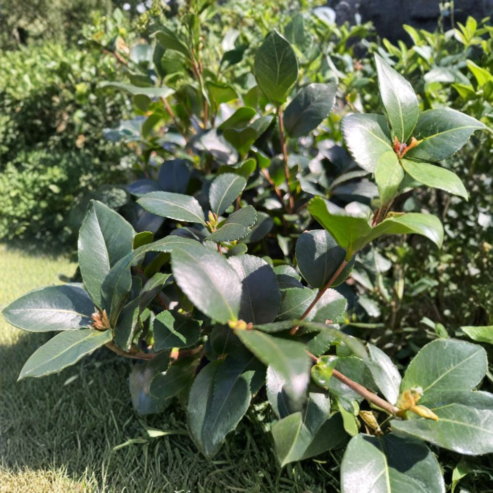 Camellia ‘Cleopatra’ – Fragrant Blooming Camellia Live Plant | 1–2 Feet Tall | Includes 1 Gallon Pot  Fragrant Flowers | Evergreen Shrub | Elegant Garden Accent