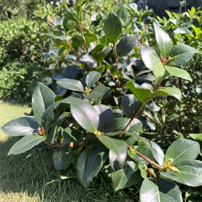 Camellia ‘Cleopatra’ – Fragrant Blooming Camellia Live Plant | 1–2 Feet Tall | Includes 1 Gallon Pot  Fragrant Flowers | Evergreen Shrub | Elegant Garden Accent