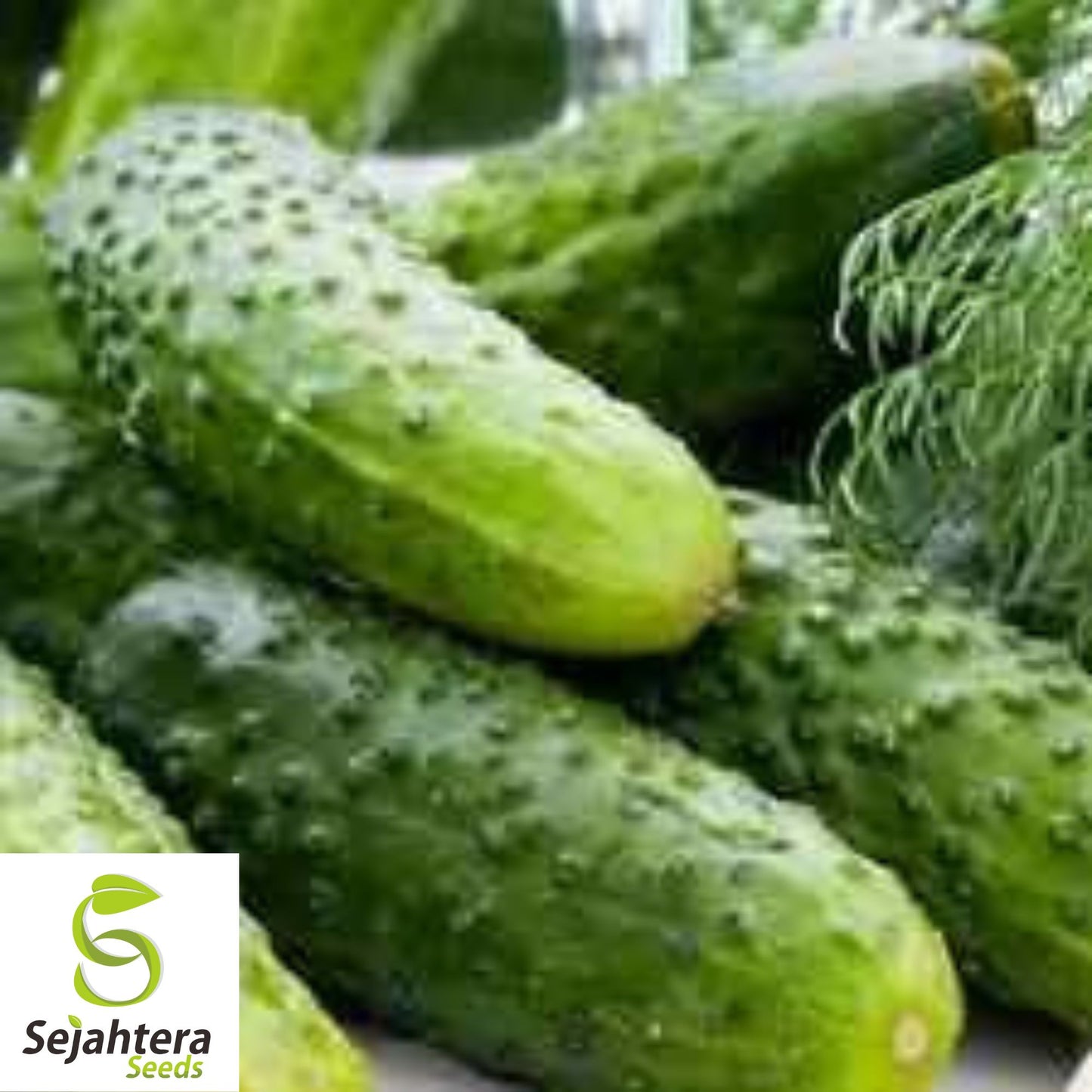 Parisian Gherkin Cucumber Seeds - 120+ Heirloom - Crisp, Organic & Fresh