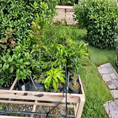 Lemon Zest Mango Tree – Mangifera indica Grafted Organic Live Tree | 3–4 Feet Tall | Rare Florida Variety  Citrus Sweet-Tart Flavor | Fiberless Fruit | Tropical Specialty
